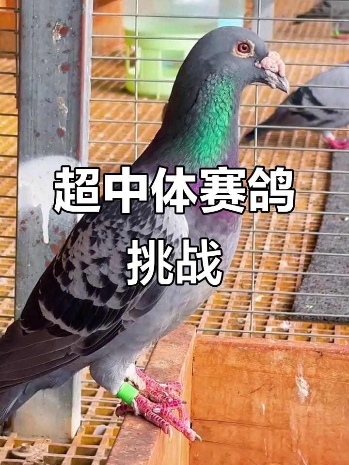 Rookie连续七场比赛得分超过大胜，德国队挑战极限！